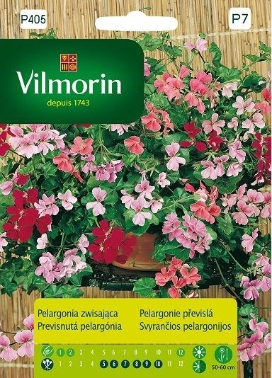 Vilmorin Pelargonia zwisająca bluszczolistna mieszanka 6 sklep rajogrodnika